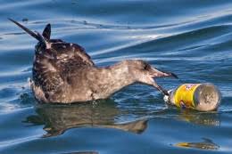 Resultado de imagen para contaminacion del agua