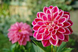 She says beautiful flowers make us feel good. Top 12 Most Beautiful Flowers In The World