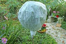 Selecting the proper size pot in which the plant can grow. How To Protect Plants In Winter From The Freezing Cold