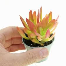 Image result for Crassula capitella