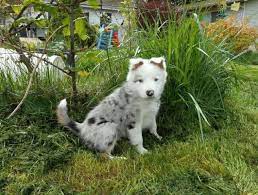 Border Collies For Sale Oregon
