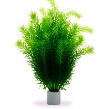 Image result for Egeria densa