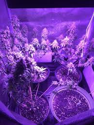 We did not find results for: Best Light For Under 500 For 3x3 Lights Ventilation I Love Growing Marijuana Forum By Robert Bergman