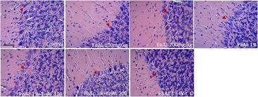 Image result for Alchornea laxiflora