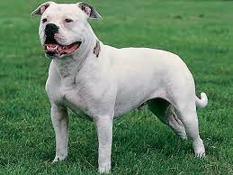The american bulldog lives for his family and may become destructive if left alone too much. American Bulldog Wachsamer Unaufdringlicher Familienhund Focus Online