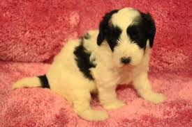 There are several labradoodle puppies in illinois and all breeders are not the same. Australian Labradoodle Pets And Animals For Sale Texas