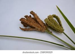 Image result for Eleusine coracana