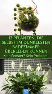 12 Pflanzen Die Selbst Im Dunkelsten Badezimmer Uberleben Konnen Kein Fenster Kein Problem Ideal Furs Bad 12 Pfla In 2020 Pflanzen Zimmerblumen Badezimmerpflanzen