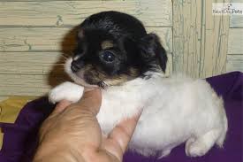 Black And White Long Haired Chihuahua Puppy Chihuahua Long Hair Black And White Male Chihuahua Puppies Long Haired Chihuahua Puppies Chihuahua