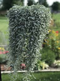 Image result for Dichondra