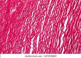Wash the bone sample using saccharose solution overnight 3. Cross Section Human Tendon Under Microscope Stock Photo Edit Now 1071935849