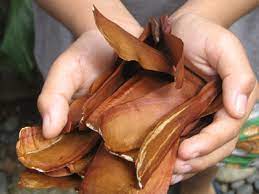 Bautista, sa lipunan ng mga pilipino na dating pinaiinog lamang ng mga kalalakihan. Mahogany Seeds For Health Benefits And Side Effects Health Treatment