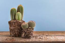 Water may be lost through evaporation under high heat or transpiration. Do Cacti Have Roots What They Look Like Cactuscare