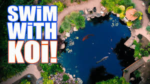 The pool in the garden is in contrast to the swimming pool a biologically purified pond, without any chemical agents. Swimming With Koi In A Recreation Pond Greg Wittstock The Pond Guy Youtube