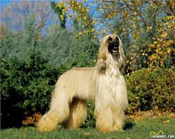 Check spelling or type a new query. é˜¿å¯Œæ±—çŒŽçŠ¬ å® ç‰©çŠ¬ ä¼˜å® ç½'