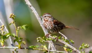 This album was a departure from previous allman brothers work, which until the death of band leader duane allman in late octobe… Song Sparrow Audubon Field Guide