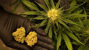 Sign up today and get notified when a new weed. Inside Hyderabad Based Syed Shahed Husain 8217 S Secret Weed Farm Gq India