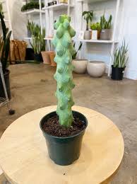 Image result for Myrtillocactus geometrizans