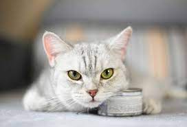 here are 10 common cat emergencies that need immediate vet attention kedi