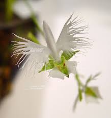 Image result for Habenaria chirensis