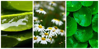 Estas deliciosas hojas verdes son plantas que curan la diabetes realmente ricas en minerales, vitaminas y fibra. Hay Plantas Que Pueden Curar Y Cicatrizar Tus Heridas Mejor Con Salud
