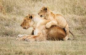 Learn about safari animals with free interactive flashcards. African Safari Animals 34 Photos To Make You Want To Visit Tanzania