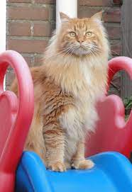 Pin On Maine Coon Cats Et Al