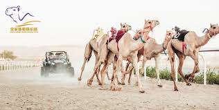 Find dubai camel racing club, dubai, united arab emirates, ratings, photos, prices, expert advice, traveler a popular heritage destination, al marmoom draws camel racing enthusiasts of all stripes, local and otherwise. Royal Camel Racing Club Deals And Offers Starting From Aed 50 Cobone