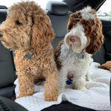Check spelling or type a new query. What You Need To Know About The Australian Labradoodle K9 Web