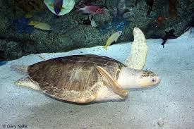Volunteering with sea turtles at the orp marine turtle rescue centre, maldives, is a chance to help save sea turtles. Olive Ridley Sea Turtle Alchetron The Free Social Encyclopedia