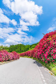 Check spelling or type a new query. File Rose Road 217022993 Jpeg Wikimedia Commons