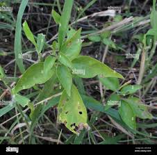 Image result for Hypoestes forskaolii