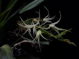 Image result for Cyrtorchis arcuata