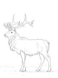 From coloring pages, post elk coloring pages. Coloring Pages Coloring Pages Elk Printable For Kids Adults Free