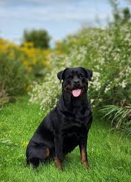 Maikeva Rottweilers - Dia