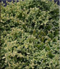 Image result for Chamaecrista plumosa