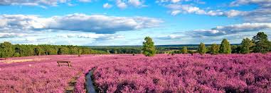 Wann blüht die heide ? Heide Blute In Der Luneburger Heideheide Blute