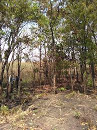 Image result for Physostigma mesoponticum