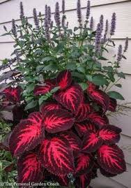 For it to grow and thrive, you need to ensure that is far away from direct sunlight. Sometimes You Just Can T Expose Your Plants To Enough Sunlight Like If You Live In An Apartment And You Don T Have A B Plants Shade Garden Plants Shade Plants