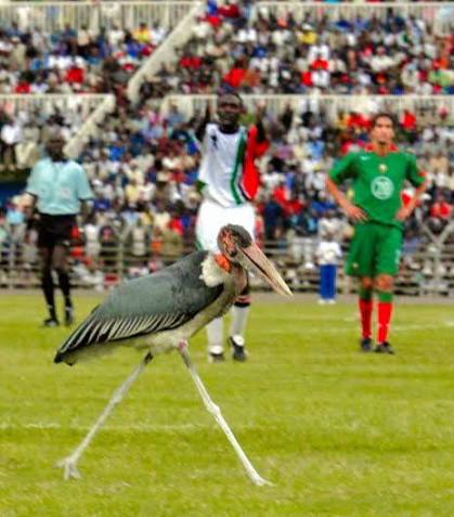 If you remember this game Kenya vs Morocco then you are a true Football  fan. These Marabou birds owns Aerodrome Rd. Kenya has been drawn with  Morocco in the same group for