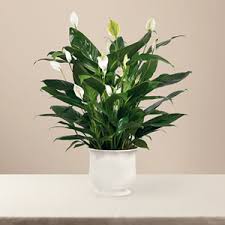 Visit your neighborhood safeway located at 611 n montana ave, helena, mt, for a convenient and friendly grocery. Safeway Floral Flower Delivery