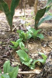 Image result for Eulophia guineensis