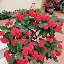 Image result for Euphorbia williamsonii