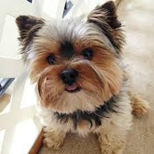 Teacup Black And Brown Yorkie Here Is Rascal Full Yorkie 7 Years Old Going On 8 Years Old In Desember Just Lounging About On A Sunny Sprin Teacup Yorkie Puppy Yorkshire Dog Yorkie Puppy