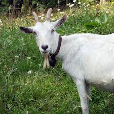 The lost weekend won the oscar for best picture. Curious White Billy Goat Seems To Smile Stock Photo Picture And Royalty Free Image Image 31217424