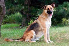 Their temperament and health is the same as. Short Haired German Shepherd Short Haired And Long Hairs Herepup