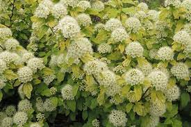Because of this, good companion plants for hot peppers are those that provide a lot of shade relatively low to the ground. Physocarpus Opulifolius Common Ninebark