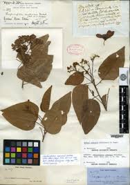 Image result for Carpodiptera africana