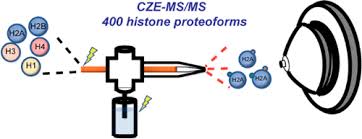 The competitive edge for pharmacology. Capillary Zone Electrophoresis Tandem Mass Spectrometry As An Alternative To Liquid Chromatography Tandem Mass Spectrometry For Top Down Proteomics Of Histones Analytical Chemistry X Mol