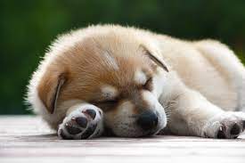 Maybe you would like to learn more about one of these? Things To Buy Before Getting A Puppy Training Los Angeles